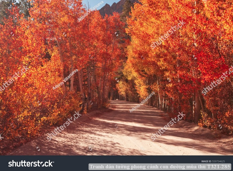 Tranh dán tường phong cảnh con đường mùa thu T321-285